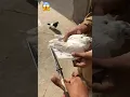 Download Lagu Kabuter ka kharb par kat deya 😱😱#pigeon #bird #kabootar #kabutar #viralvideo