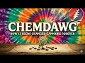 Chemdawg How 13 Seeds From a Grateful Dead Show Built Modern Cannabis