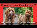 Cavapoo vs Cockapoo Facts and Info of these two cuties in 4k Ultra - Nature s Sweet Tales
