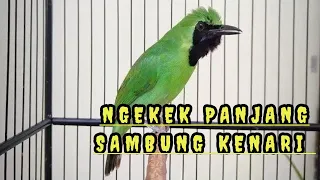 Download NGEKEK Panjang Sambung KENARI - Cucak Ijo bongkar Isian Kasar MP3