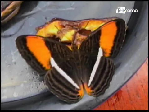 Mariposario del paseo de San Francisco presenta 25 especies