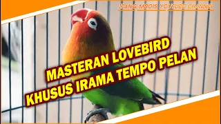 Download MASTERAN LOVEBIRD KHUSUS IRAMA TEMPO PELAN  COCOK MERANGSANG LB LAIN BUNYI MP3