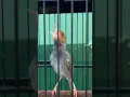 Download Lagu Tilek Utama Prenjak Kepala Merah