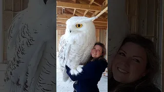 Owow