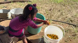 Suco de pupunha dos Indígenas
