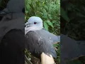 Download Lagu burung besar yg masih ada pergam jawa atau kadanca