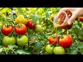 Download Lagu Ik heb de tomaten bemest en beschermd met natuurlijke meststof! Nu is mijn opbrengst verdubbeld!