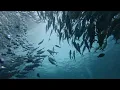 Lagu JackFish Tornado #sipadan #seaventures #diving #scubadiving