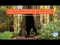 Download Lagu Lady Bird Johnson Grove, an Easy Hike to the Beautiful Redwoods