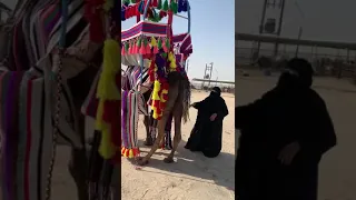 مقصر يوم البادية ام طلال الشمرية دندنها