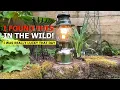 My Coleman 242K Lantern Just an oddball and rare lantern