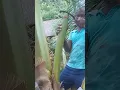 Download Lagu coconut toddy 🥥 great cutting ✂️#trending #daily #shorts #viral #nature