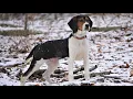 BUYING A TREEING WALKER COONHOUND PUPPY What s Next