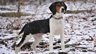 BUYING A TREEING WALKER COONHOUND PUPPY What s Next