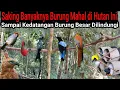 mikat di hutan yang banyak burung nya di serang burung mahal dan burung langka