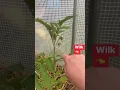 Download Lagu „Wilki” przy pomidorach, należy regularnie je usuwać ponieważ pomidory prowadzimy max na 2 pędy 🍅