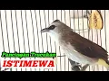 Download Lagu Pancingan dan MASTERAN TRUCUKAN ISTIMEWA untuk burung trucukan Agar cepat bunyi gacor dan ROPEL