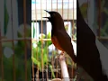 Download Lagu murai juara nasional - Black bird singing
