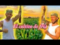 Lagu El cultivo de fría