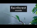 Jungle sounds - morning in the Borneo rainforest