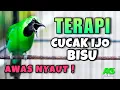 Download Lagu TERAPI CUCAK IJO GACOR NGOTOT BUKA PARUH COCOK BUAT PANCINGAN IJO BAHAN AGAR CEPAT ON JAMTROK
