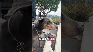 #fypシ #Fyp #Dream #doberman #pets