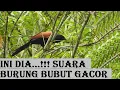 Download Lagu Burung bubut gacor