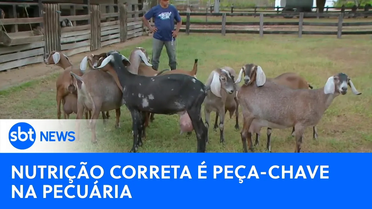 Nutrição correta é a peça-chave para o sucesso na pecuária | #SBTNewsnaTV (21/08/23)