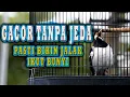 Download Lagu JALAK SUREN ini  PASTI BIKIN JALAK SUREN LAIN IKUT GACOR dengan CEPAT   #jalaksuren
