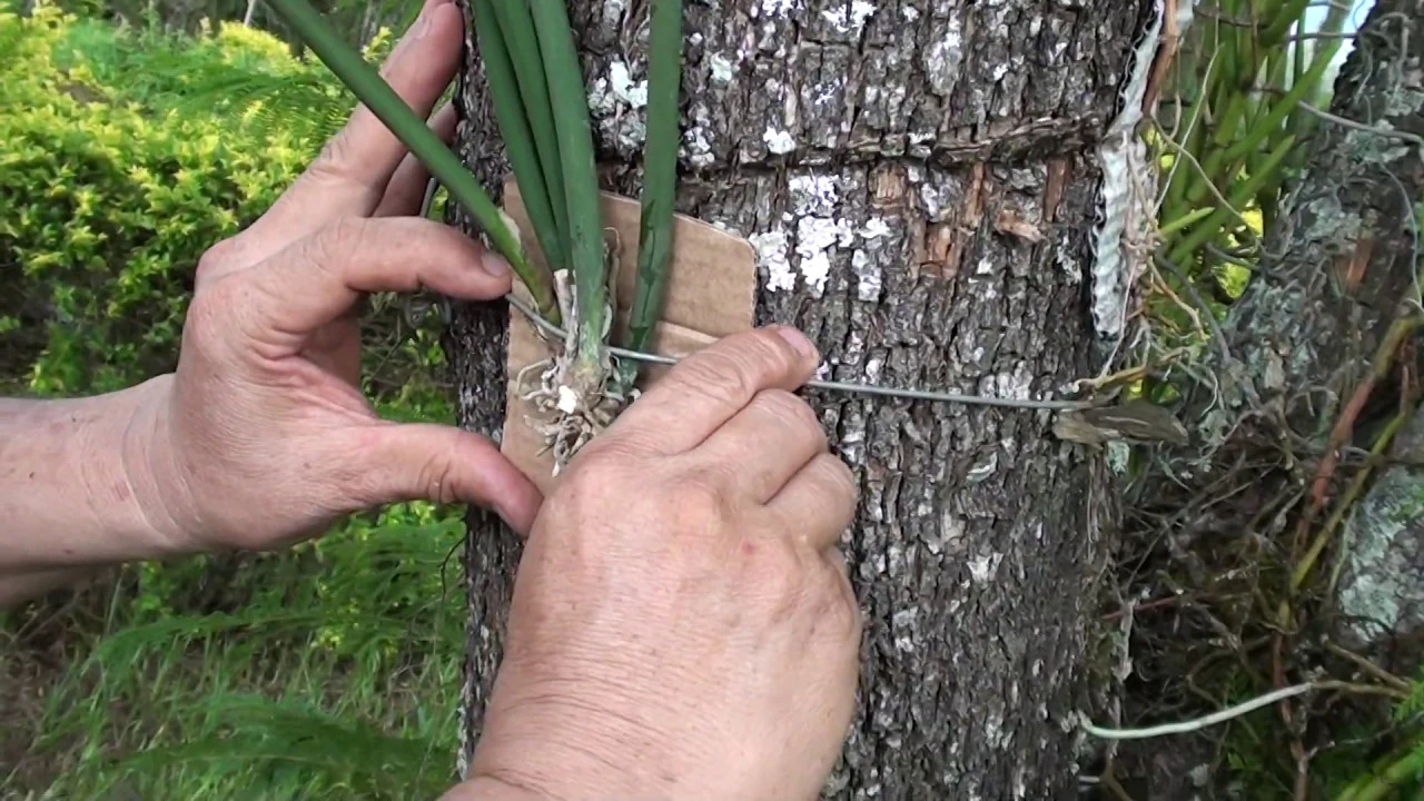 COMO PLANTAR ORQUÍDEA ONCIDIUM JONESIANA EM ÁRVORE