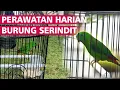 Download Lagu Cara merawat harian burung SERINDIT