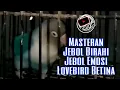 Download Lagu Jebol Birahi Jebol Emosi Lovebird Betina Dengan Masteran Lovebird Betina Birahi Ini