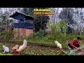 Download Lagu Menjual sayur malam hari, tanam nanas ubi, tambah alat kebun, hidup di hutan brkebun \u0026 ternak CR-110