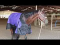Tough 1 Horse Blanket