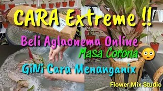 Download CARA EXTREME MENANGANI \u0026 MENANAM AGLAONEMA ONLINE ( Masa CORONA ) MP3