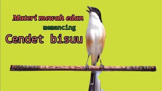 masteran cendet materi kekinian nembak gereja tarung ampuh buat masteran burung cendet anda 