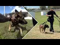 Pasco Sheriff s Office highlights K9 training after Moon Lake shootout
