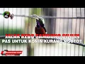 Download Lagu KONIN ISIAN JALAK KEBO SAMBUNG CILILIN VERSI NGEBREN UNTUK MASTERAN KOLIBRI NINJA