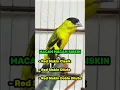 Download Lagu Pancingan Suara Burung Red siskin #burung #kicauburunglovebird #kicaumania #burunglovebirds #burungk