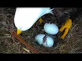 Bald Eagles Romeo Juliet Welcome Peace to the Nest - Watch the Eaglet Hatch