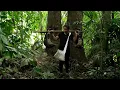 Download Lagu Wild boar trap, lucky day .