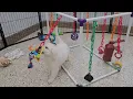 Jingle English Cream Golden Retriever Puppy