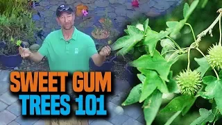 All about Sweet Gum Trees