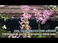 Download Lagu Semangat Anggrek Tidak Membatasi Usia, Justru Pak Bani Menyiapkan Kebun Baru.