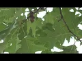 What s with the abundance of acorns