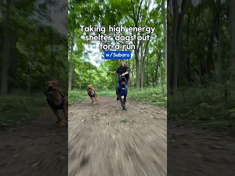 Eric & Joey Take Two Shelter Dogs For Fresh Air and a Run for National Make a Dog's Day