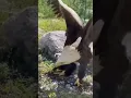 A Battle Without Suspense: The Eagle's Dominance in One Unbroken Shot