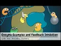 Enzyme Examples Inhibitors and Feedback Inhibition