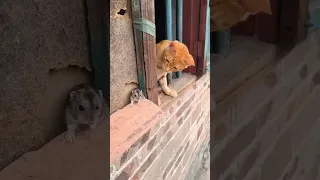 رقيه شافت اغرب موقف بين قطه وفار Shorts 