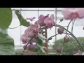 Nicholas Conservatory offers free admission with library card on Friday